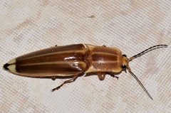 Semiotus ligneus