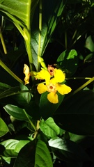 Mandevilla subsagittata