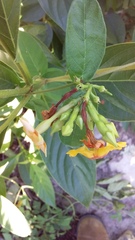 Mandevilla subsagittata