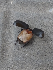 Scarabaeidae