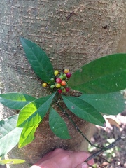 Psychotria carthagenensis