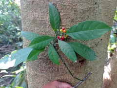 Psychotria carthagenensis