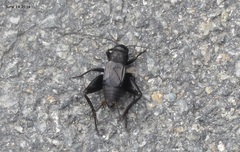 Nigrogryllus sibiricus