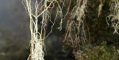 Usnea articulata