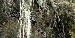Usnea articulata