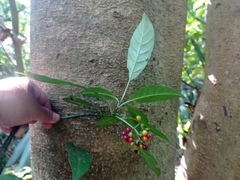 Psychotria carthagenensis