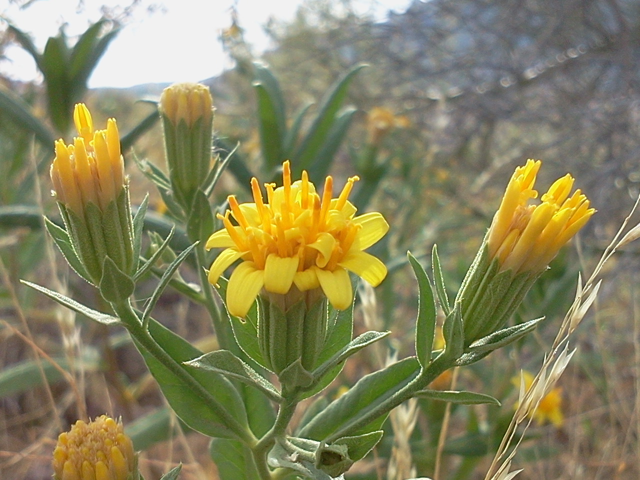 Trixis californica