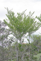 Afrocanthium mundianum