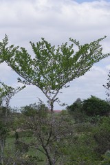 Afrocanthium mundianum