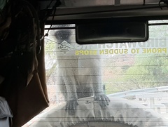 Chlorocebus pygerythrus pygerythrus