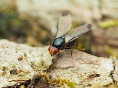 Pseudoseioptera albipes
