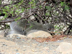 Chlorocebus pygerythrus pygerythrus