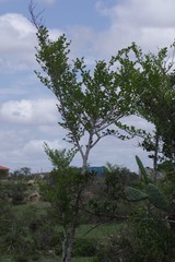 Afrocanthium mundianum