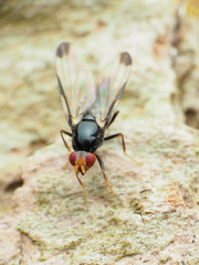 Pseudoseioptera albipes