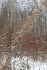 Chamaenerion angustifolium