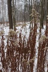 Solidago gigantea