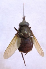 Fidena