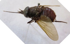 Fidena