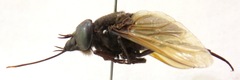 Fidena