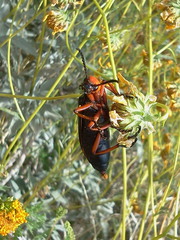 Lytta magister