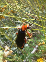 Lytta magister