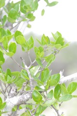 Afrocanthium mundianum