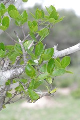 Afrocanthium mundianum