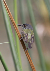 Todirostrum maculatum