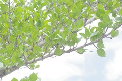 Afrocanthium mundianum