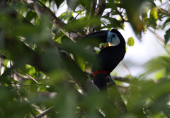Ramphastos vitellinus vitellinus
