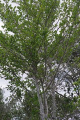 Afrocanthium mundianum