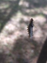 Halysidota ruscheweyhi