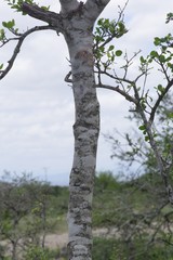 Afrocanthium mundianum