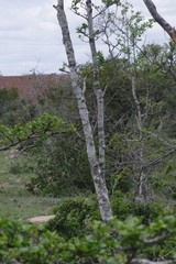 Afrocanthium mundianum