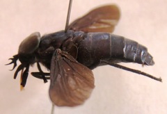 Tabanus erebus