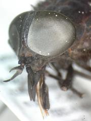 Tabanus erebus