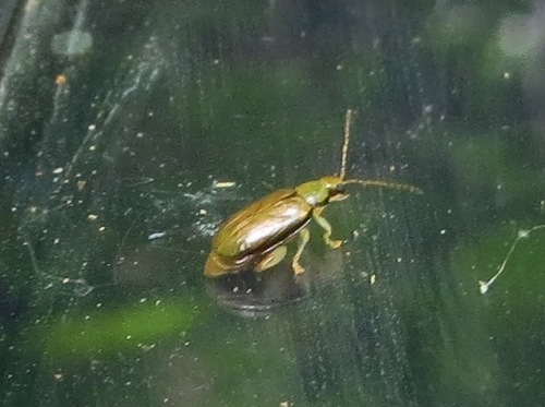 Margined Systena photo 5