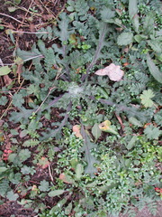 Senecio vulgaris