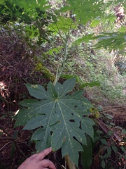 Vasconcellea cauliflora
