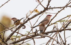Estrilda troglodytes
