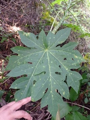 Vasconcellea cauliflora