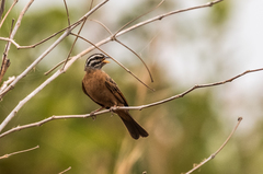 Emberiza goslingi