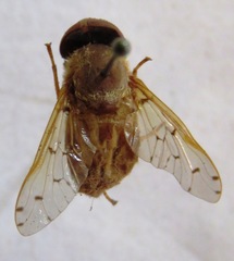 Chlorotabanus mexicanus