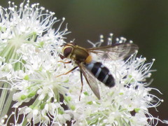 Leucozona glaucia