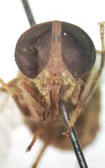 Chlorotabanus mexicanus