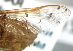 Chlorotabanus mexicanus