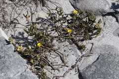 Aspalathus linguiloba