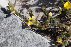 Aspalathus linguiloba