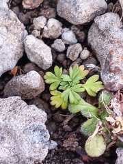Alchemilla australis