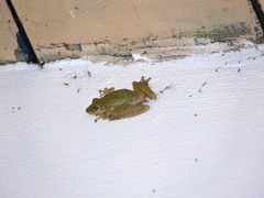 Scinax nasicus